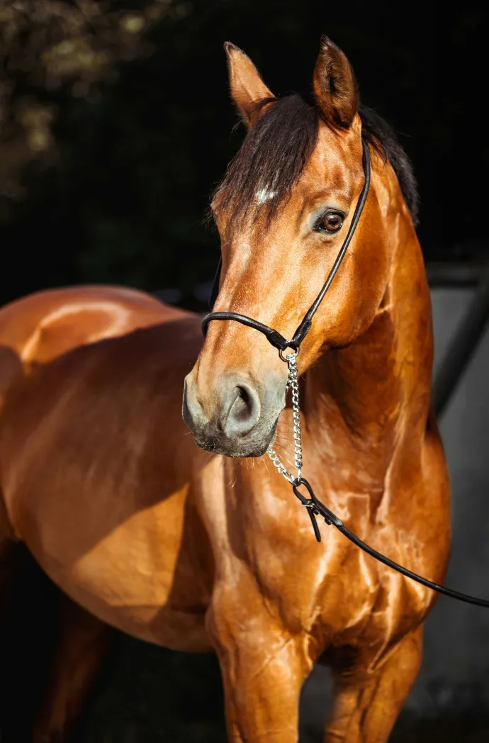 Cheval Alodis