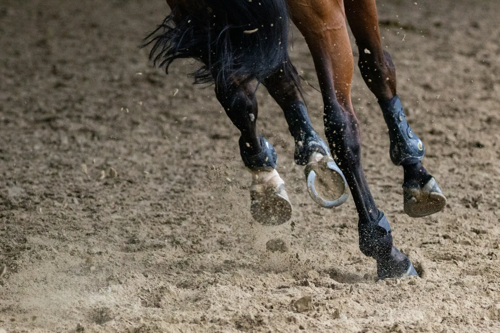 Cheval de sport